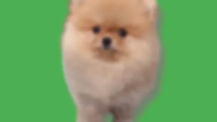 Online Pet Shop