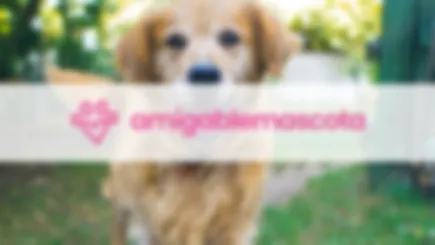 Pet Friendly Places Latam Marketplace