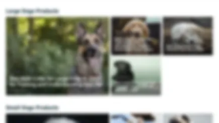 Dog Care Content Website