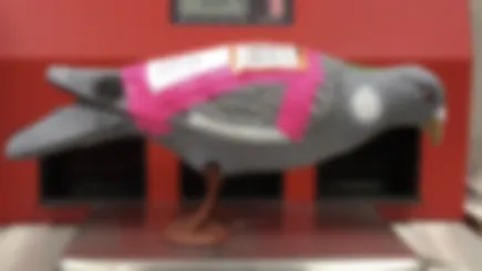 Pigeon Mail